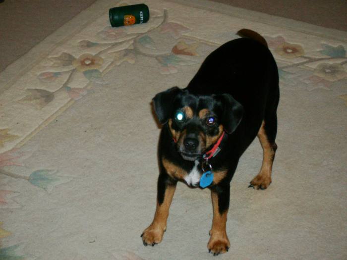 SANYO DIGITAL CAMERA