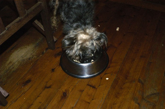 Bob Eating August 6 2013