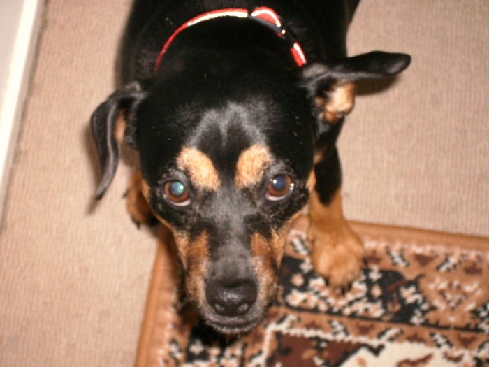 SANYO DIGITAL CAMERA