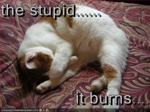 LOL-cat-stupid-burns