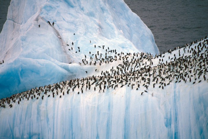 adelie-penguins-on-iceberg-lg