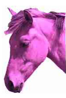 pink-horse