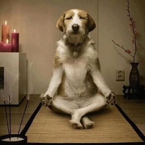 relax-dog_tumblr
